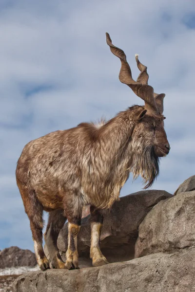 Una cabra con cuernos grandes (marchur cabra de montaña) se encuentra solo en un — Foto de Stock