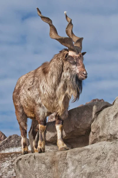 Bir keçi büyük boynuzlu (dağ keçisi marchur) üzerinde tek başına ayakta bir 