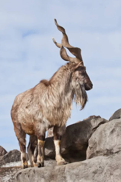 Uma cabra com chifres grandes (montanha cabra marchur) fica sozinho em um — Fotografia de Stock