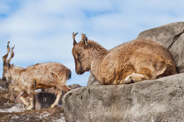 Young female of a mountain goat (Markhoor) lying on a rock on a — Stock Photo, Image