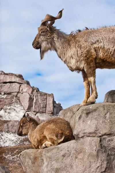 Cabra de montanha com chifres grandes (Markhur) fica em uma rocha, no seu — Fotografia de Stock