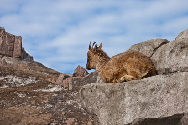 Jovem fêmea de uma cabra de montanha (Markhoor) deitada em uma rocha em um — Fotografia de Stock