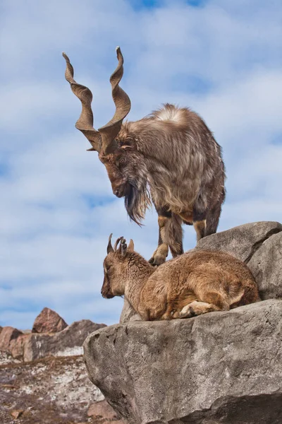 Cabra de montanha com chifres grandes (Markhur) fica em uma rocha, no seu — Fotografia de Stock