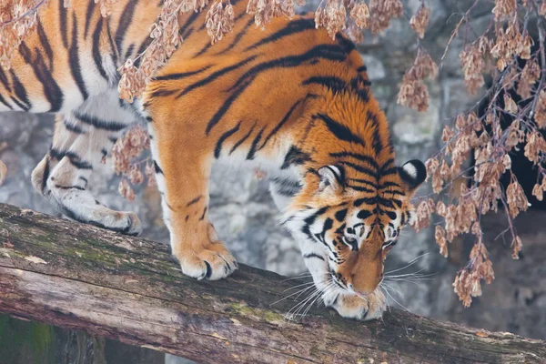 A beautiful and strong tiger in close-up. A tiger on a fallen tr