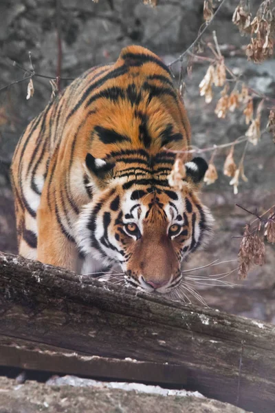 A beautiful and strong tiger in close-up. A tiger on a fallen tr