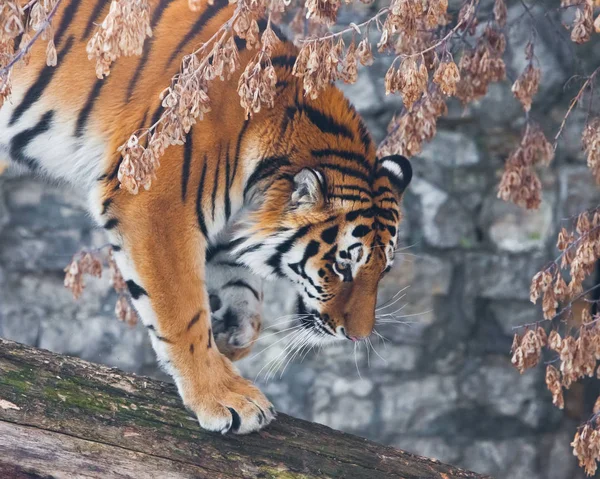Een tijger op een omgevallen boom tegen de achtergrond van herfst verwelkt — Stockfoto