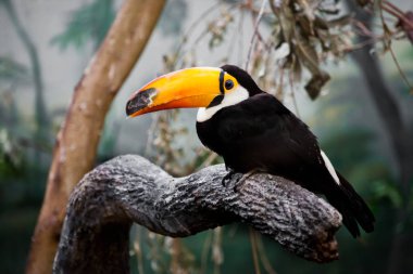 Büyük sarı güzel ve komik tropikal toucan kuşla- veya