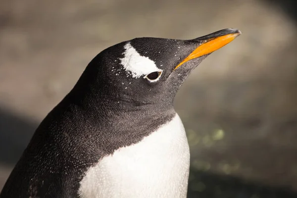 Penguin head in profile. C Cute sub-Antarctic penguin, illuminat — Stock Photo, Image
