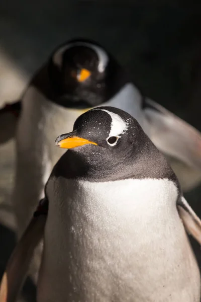 Najbliższych dwóch pingwinów. Cute pingwina sub-Antarctic, oświetlona — Zdjęcie stockowe