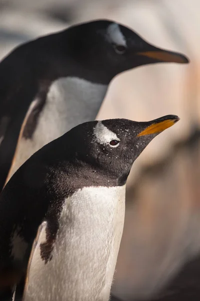Penguins stand - sharp beaks.Cute sub-Antarctic penguin, illumin — Stock Photo, Image