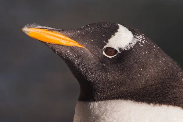 Penguin head in profile. C Cute sub-Antarctic penguin, illuminat