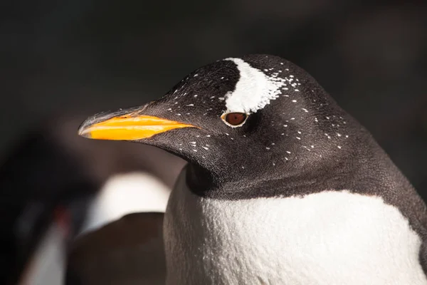 Penguin head in profile. C Cute sub-Antarctic penguin, illuminat