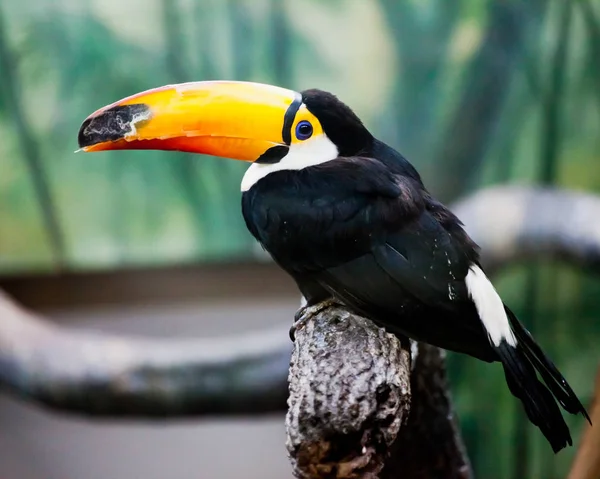 Piękny i zabawny toucan tropikalnych ptaków z ogromny żółty- lub — Zdjęcie stockowe