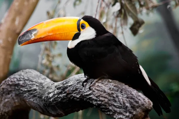 Piękny i zabawny toucan tropikalnych ptaków z ogromny żółty- lub — Zdjęcie stockowe