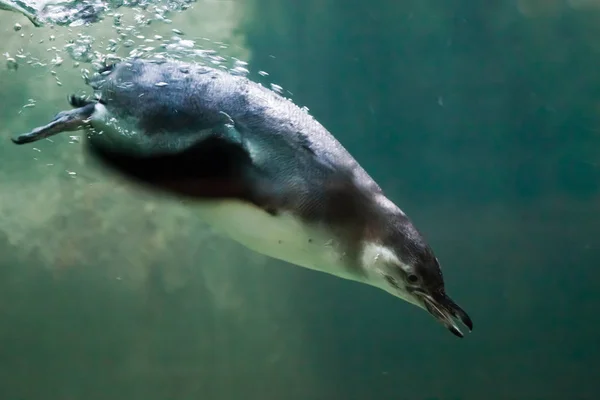 Ein schlauer Pinguin schwimmt in türkisfarbenem Wasser mit vielen Blasen, — Stockfoto