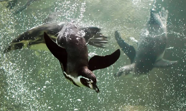 Viele (mehrere, drei) Pinguine schwimmen schnell und geschickt im Wasser. — Stockfoto
