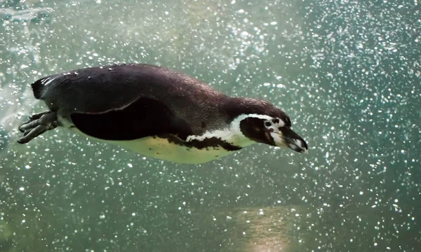 Ein schlauer Pinguin schwimmt in türkisfarbenem Wasser mit vielen Blasen, — Stockfoto