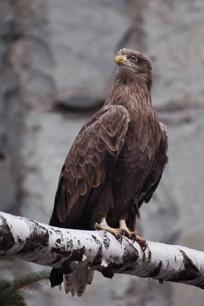 The eagle-golden eagle sits on a log; it is a slender bird of pr