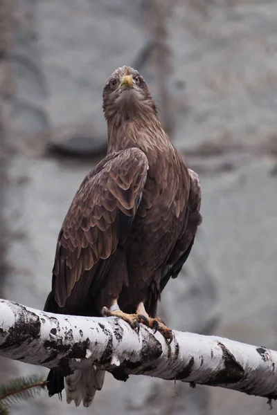 El águila águila dorada se sienta en un tronco; es un ave delgada de pr — Foto de Stock