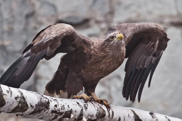 Eagle-Orel seděl na kládě, roztáhl křídla, on — Stock fotografie