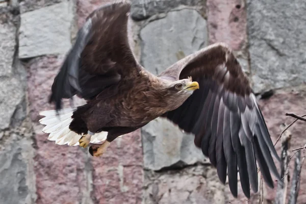 Orel letí, široce roztaženými křídly proti — Stock fotografie