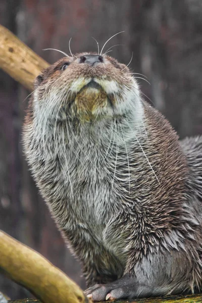 Focinho de um animal de rio é uma lontra cara cheia., Um predato peludo — Fotografia de Stock