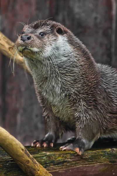 Focinho de um animal de rio é uma lontra cara cheia., Um predato peludo — Fotografia de Stock