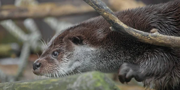 Focinho de lontra em perfil. O focinho de um animal de rio é um peludo — Fotografia de Stock