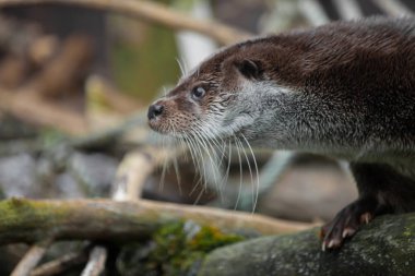 Su samuru namlu profil. Bir nehir hayvan namlu bir tüylü olduğunu
