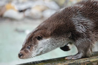 Namlu ve ön pençeleri bir kabartmak vardır