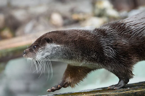 Lontra de perto no perfil. O focinho e as patas dianteiras são um cotão — Fotografia de Stock