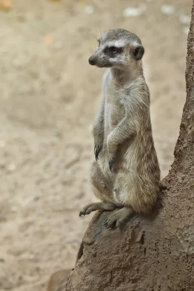 Wachsame Erdmännchen-Wachen, ein Tier auf einem Felsen auf sandigem Grund — Stockfoto