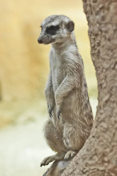 Meerkat atento, um animal em uma rocha em um fundo arenoso, mim — Fotografia de Stock