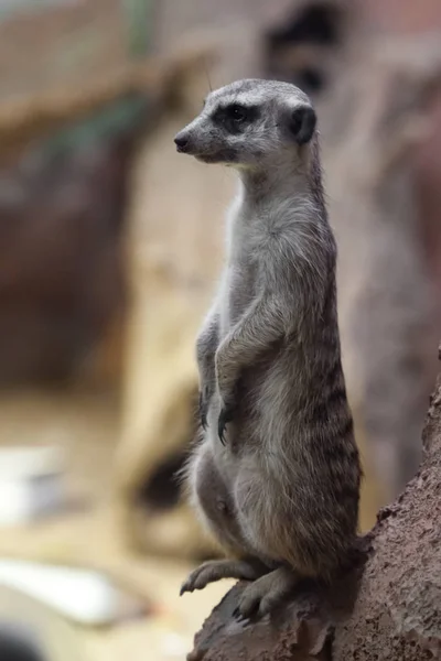 Watchful meerkat guards , an animal on a rock on a sandy backgro — Stock Photo, Image