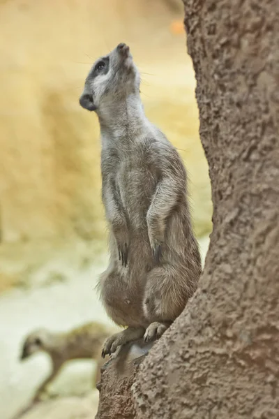 Meerkat atento, um animal em uma rocha em um fundo arenoso, mim — Fotografia de Stock