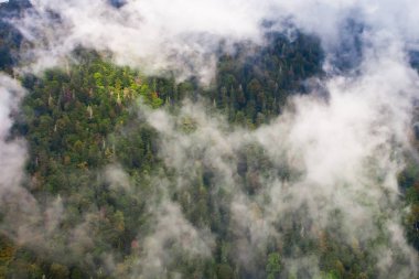 Yukarıdan aşağıya bulutların altında dağın üzerinde turkuaz orman