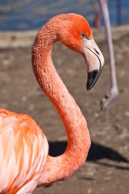 Kavisli güzel parlak kırmızı-turuncu flamingo 