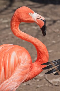 Kavisli güzel parlak kırmızı-turuncu flamingo 