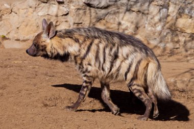 Goes sideways.The striped hyena walks along the sand against the clipart