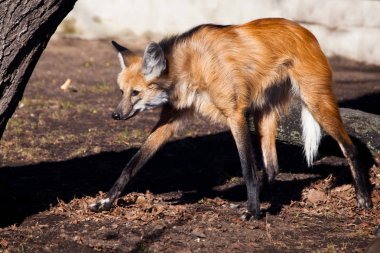 Güney Amerika yırtıcı, bir erkekkurt, uzun, surrea üzerinde yürüyor