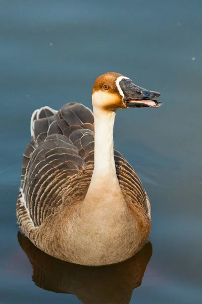 O ganso (ganso de cisne) é um homem de crista seca nadando no wate — Fotografia de Stock