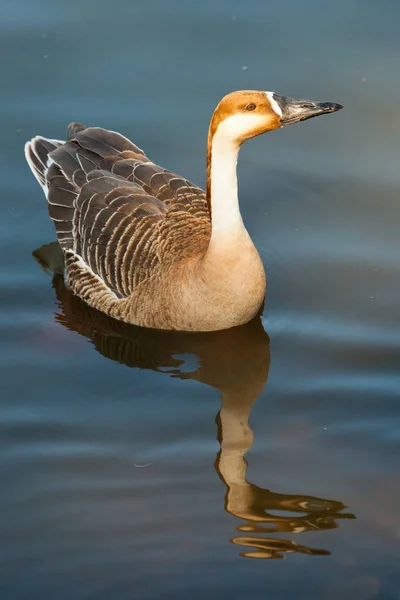 Gåsen (svan gås) är en torr-Crested man som simmar i Wate — Stockfoto