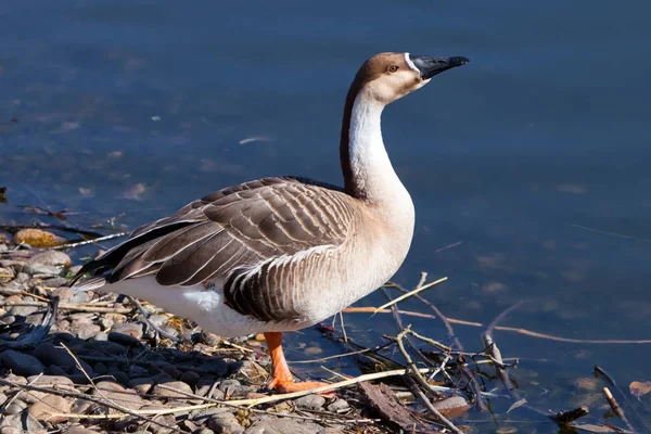 Swan Goose står på stranden sträcker ut sin nacke, vilda goo — Stockfoto