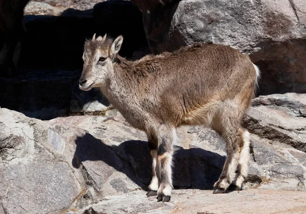 Mountain ram (Bharal) goes on the rocks, a powerful hoofed wild — Stock Photo, Image