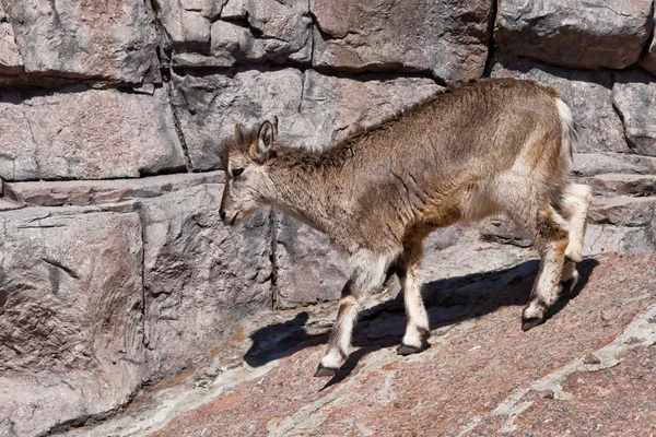 Mountain ram (Bharal) goes on the rocks, a powerful hoofed wild — Stock Photo, Image