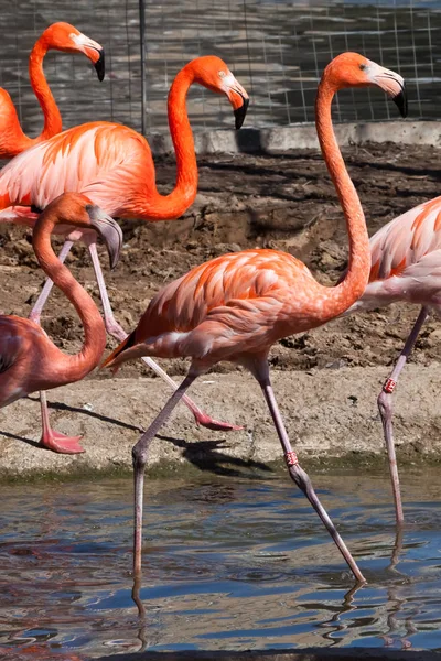 A lot of Beautiful brightly red-orange flamingos step in order.