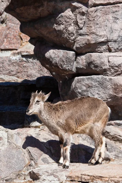 Mountain ram (Bharal) goes on the rocks, a powerful hoofed wild — Stock Photo, Image