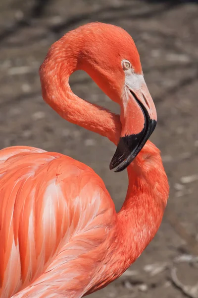 Kavisli güzel parlak kırmızı-turuncu flamingo 
