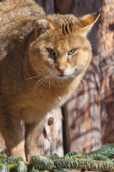 Мощный большой тростниковый кот (болотный рысь, кот из джунглей) близко ли — стоковое фото
