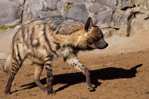 Pruhovaná hyena kráčí po písku na pozadí — Stock fotografie